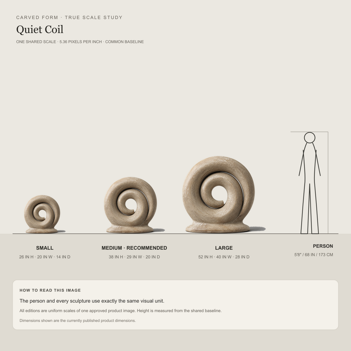 Quiet Coil, abstract teak wood sculpture — size and scale study