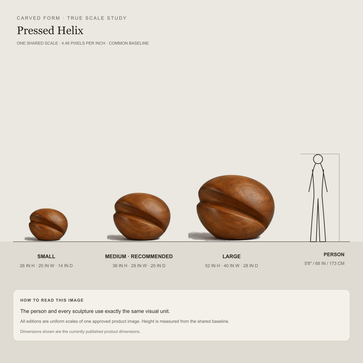 Pressed Helix, abstract teak wood sculpture — size and scale study