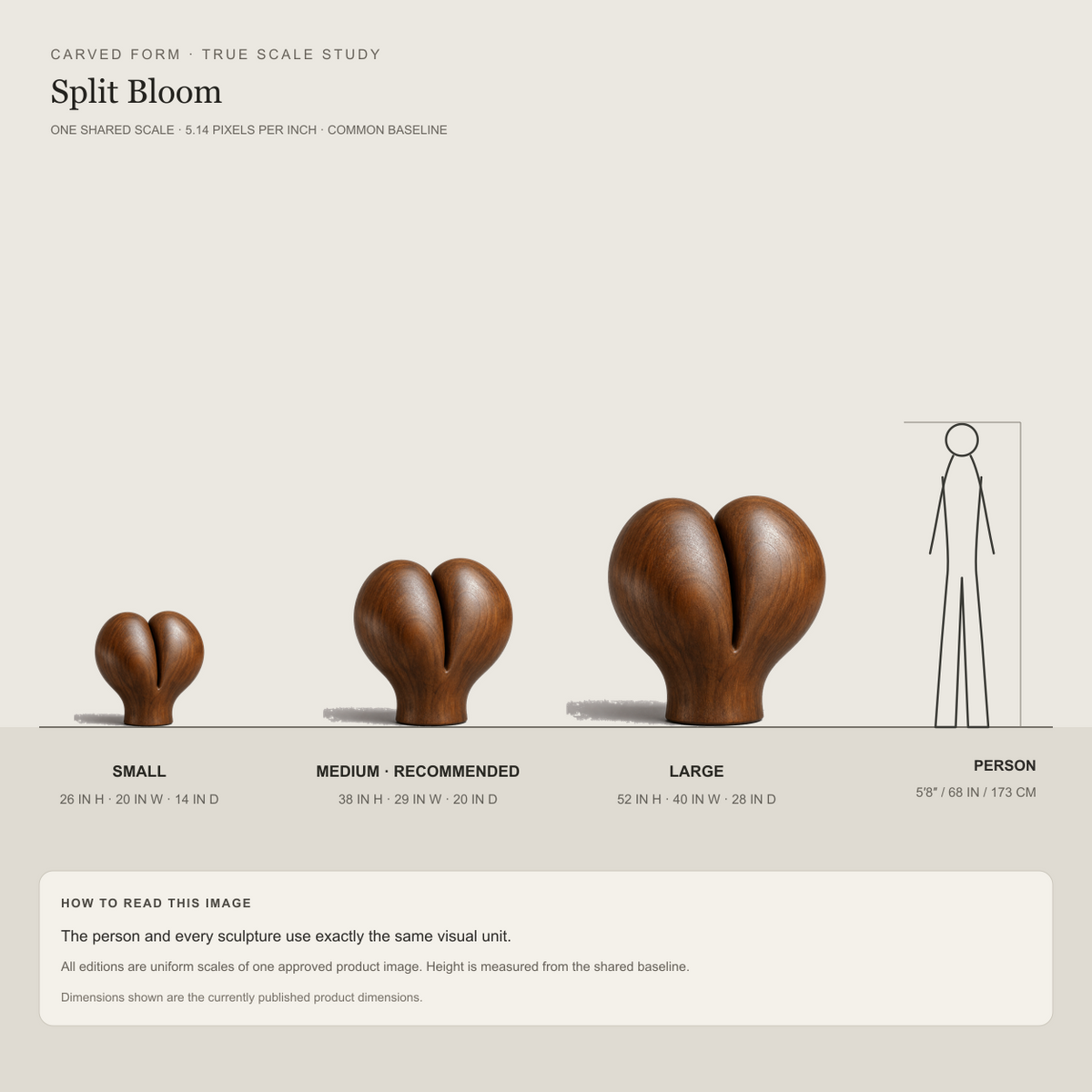 Split Bloom, abstract teak wood sculpture — size and scale study