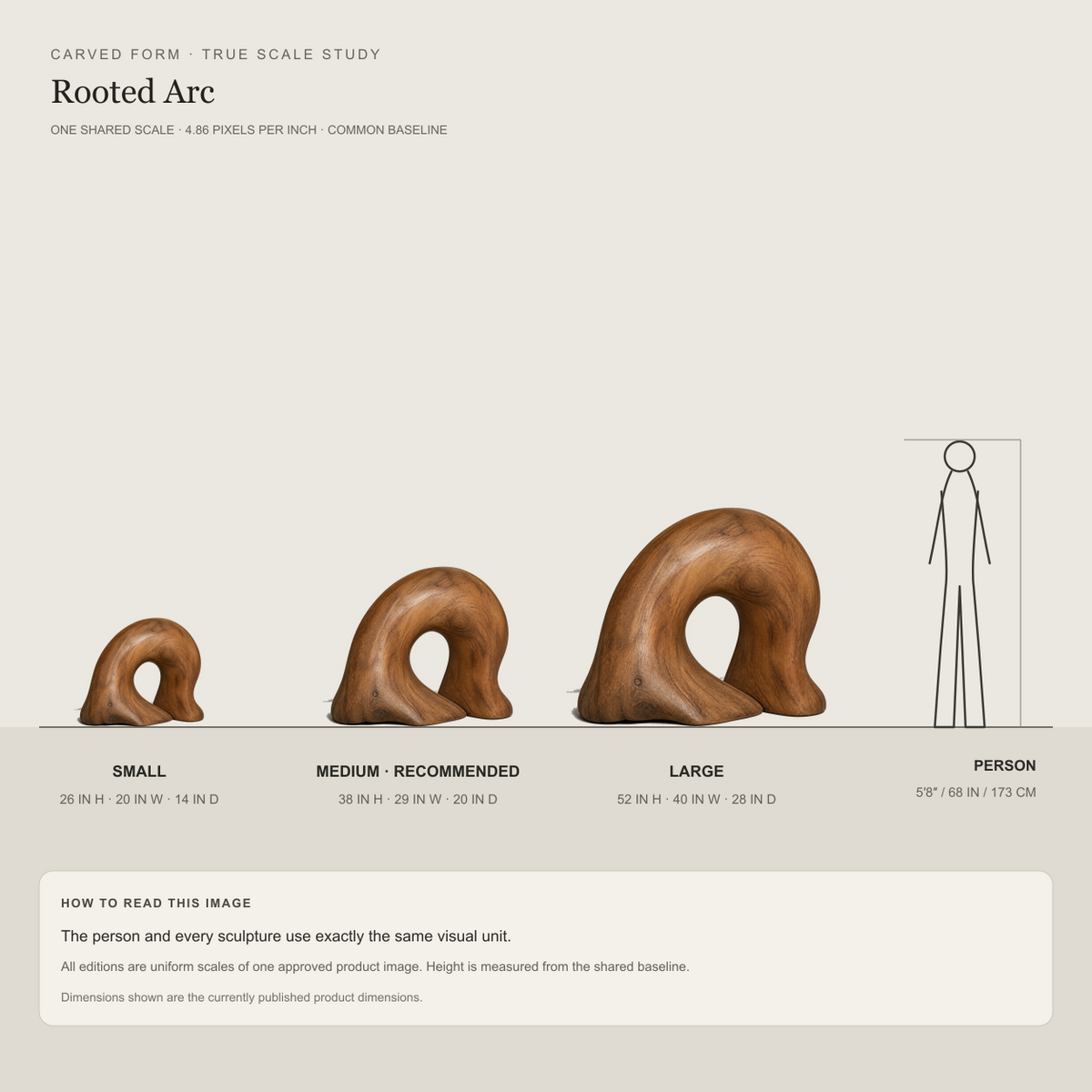 Rooted Arc, abstract teak wood sculpture — size and scale study